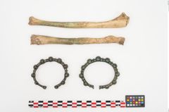 Foto von Bronzebuckelamreif (NHMW-PRAE-023937)